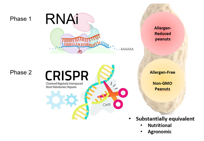Allergen-free peanut process
